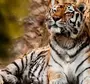 Добрый Тигр