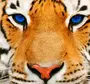 Картинка тигр с языком скачать на телефон