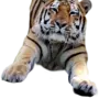 Картинка Тигр На Белом Фоне