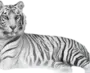 Картинка Тигр На Белом Фоне