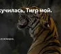 Доброе Утро Тигрята Картинки Смешные Гифки