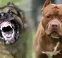 Фотографии Опасных Собак
