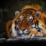 Картинки Обои Для Телефона Львы И Тигры