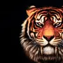 Картинки обои для телефона львы и тигры