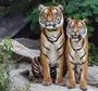Два Тигра