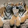 Два Тигра
