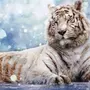 Год тигра картинки новогодние