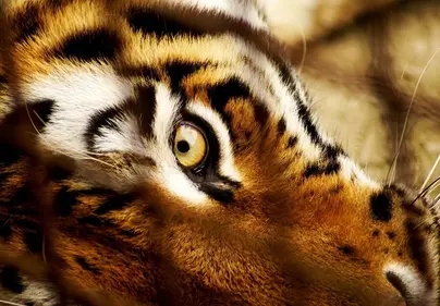 Глаза тигра