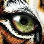 Глаза Тигра