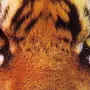 Глаза Тигра