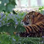 Тигр Весной Картинки