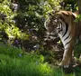Тигр весной картинки