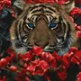 Тигр Весной Картинки