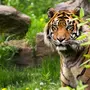 Тигр весной картинки