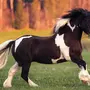 Тинкер Лошадь
