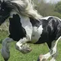 Тинкер лошадь