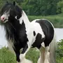 Тинкер лошадь