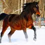 Караковая Лошадь