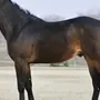 Караковая лошадь