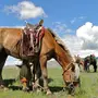 Монгольская Лошадь