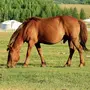 Монгольская Лошадь