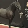 Кабардинские Лошади