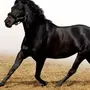 Кабардинские лошади