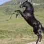 Кабардинские Лошади