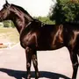 Кабардинские лошади