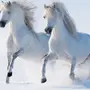 Скачать обои на телефон лошади красивые
