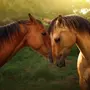 Скачать обои на телефон лошади красивые
