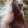 Самые красивые лошади