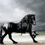 Самые Красивые Лошади