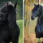 Самые Красивые Лошади
