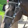 Шоры для лошади