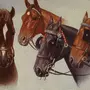Шоры для лошади