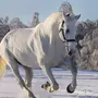 Орловская Порода Лошадей