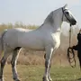 Орловская Порода Лошадей