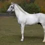 Орловская порода лошадей
