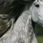 Сивая лошадь