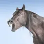 Сивая Лошадь