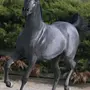 Сивая лошадь