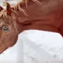 Рыжая Лошадь