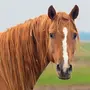 Рыжая Лошадь
