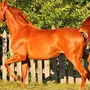 Рыжая лошадь