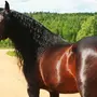 Андалузская Лошадь