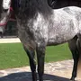 Андалузская Лошадь