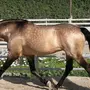 Буланая Лошадь
