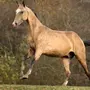 Буланая лошадь