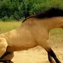 Буланая Лошадь